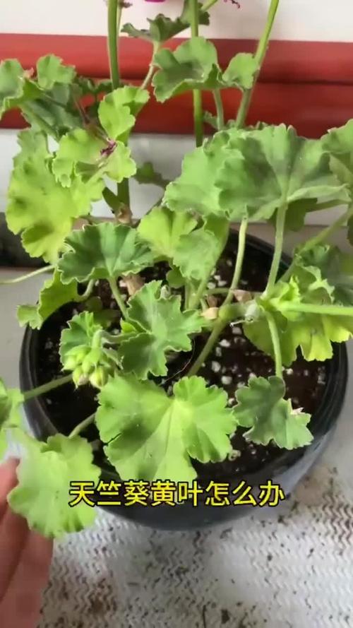 天竺葵花开败了怎么办，天竺葵花开败了怎么办视频-第4张图片-优品飞百科