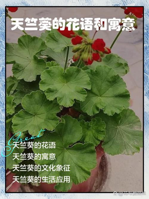 天竺葵花开败了怎么办，天竺葵花开败了怎么办视频-第7张图片-优品飞百科