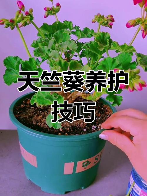 天竺葵花开败了怎么办，天竺葵花开败了怎么办视频-第8张图片-优品飞百科