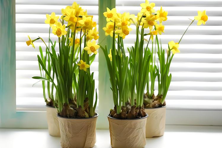 水仙花的叶子可以剪吗？水仙花的叶子能不能剪？