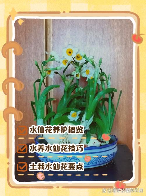 水仙花的叶子可以剪吗？水仙花的叶子能不能剪？-第2张图片-优品飞百科