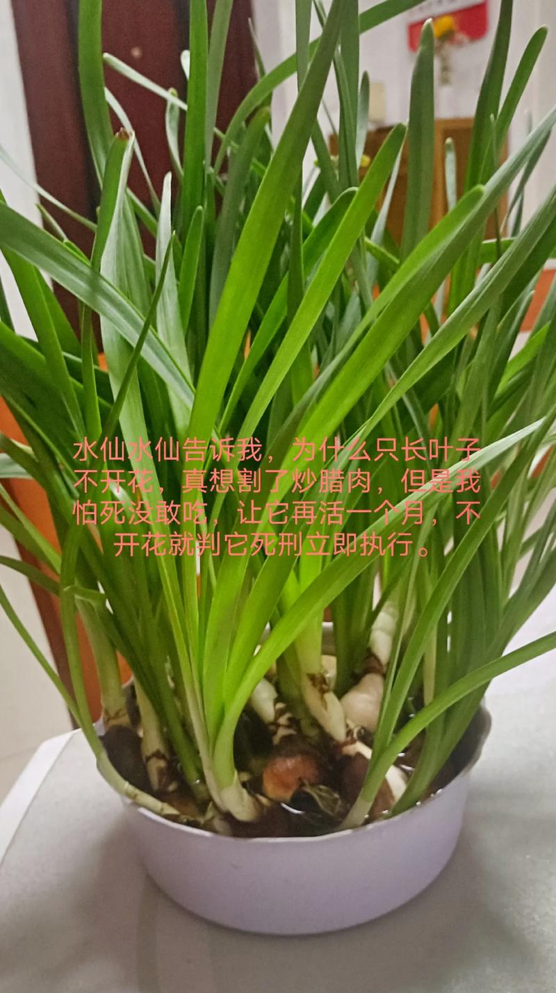 水仙花的叶子可以剪吗？水仙花的叶子能不能剪？-第3张图片-优品飞百科