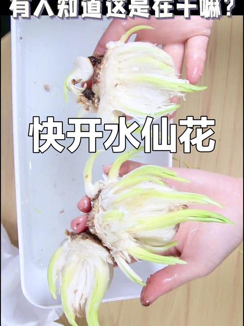 水仙花的叶子可以剪吗？水仙花的叶子能不能剪？-第4张图片-优品飞百科