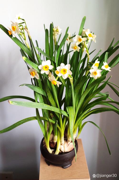 水仙花的叶子可以剪吗？水仙花的叶子能不能剪？-第6张图片-优品飞百科