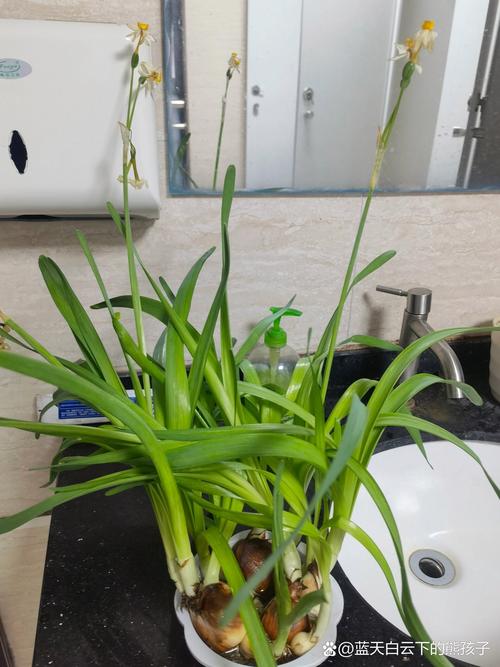 水仙花的叶子可以剪吗？水仙花的叶子能不能剪？-第7张图片-优品飞百科