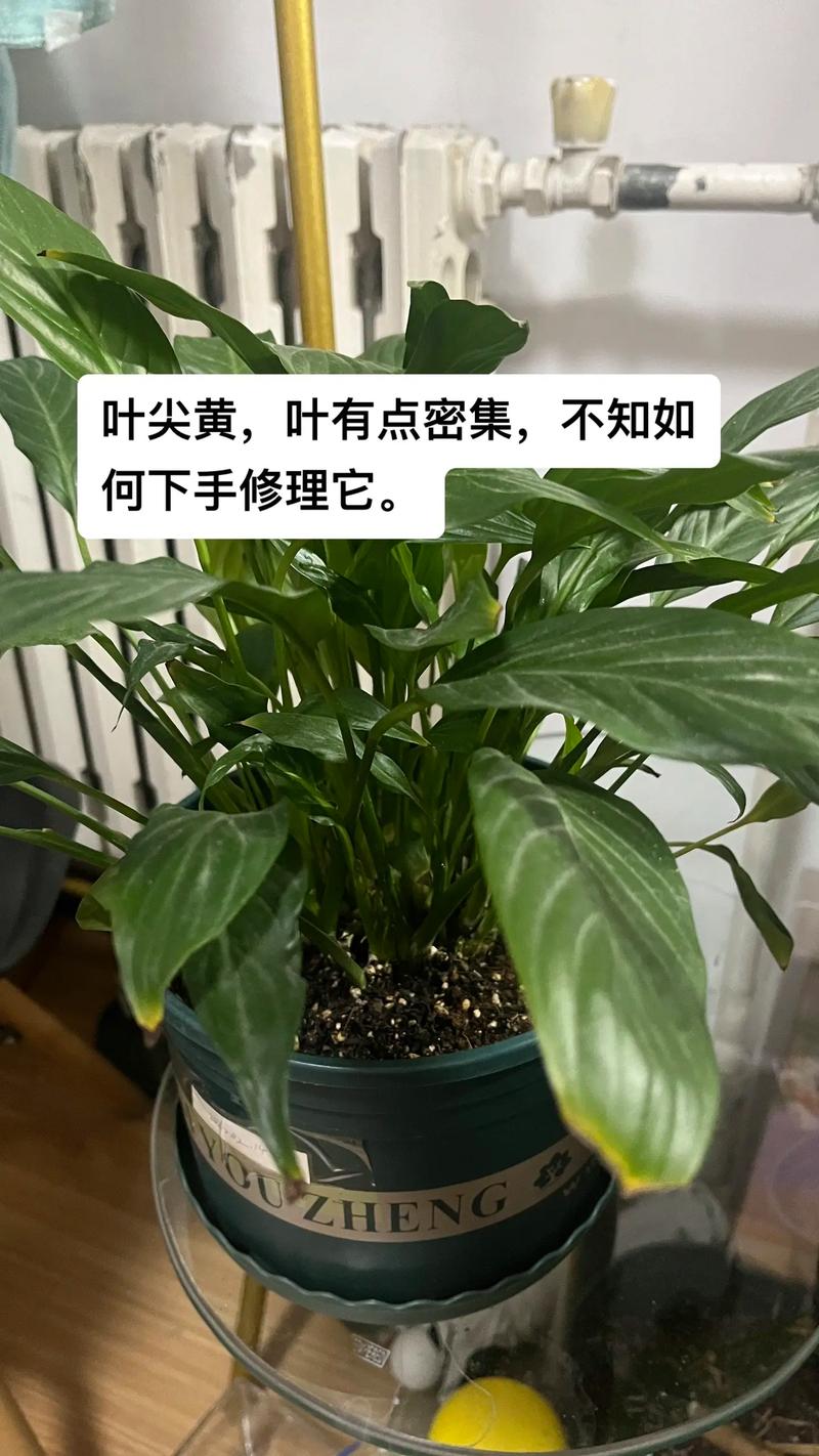 一帆风顺枯萎还能救吗,一帆风顺枯萎了,还可以挽救吗??-第2张图片-优品飞百科 一帆风顺枯萎还能救吗,一帆风顺枯萎了,还可以挽救吗??-第2张图片-优品飞百科