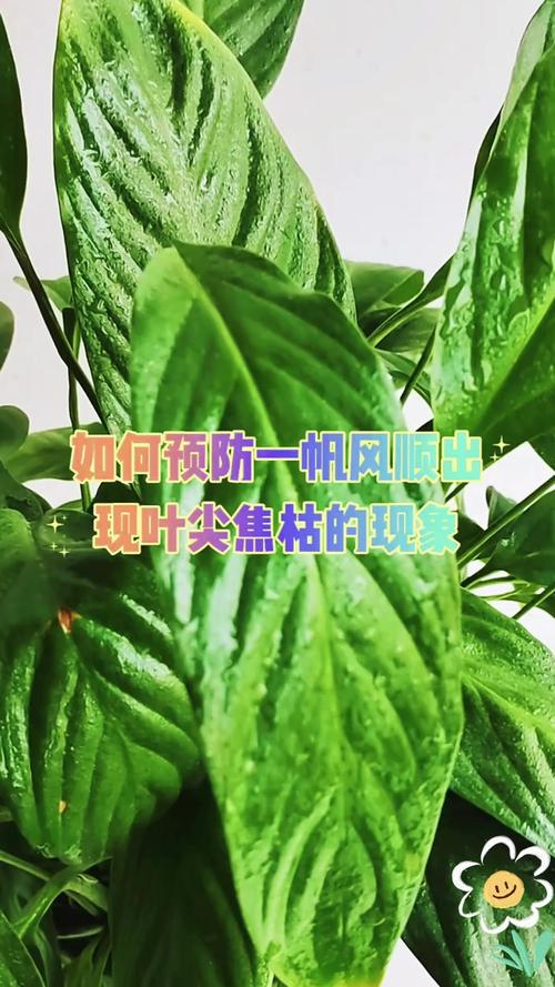 一帆风顺枯萎还能救吗,一帆风顺枯萎了,还可以挽救吗??-第3张图片-优品飞百科 一帆风顺枯萎还能救吗,一帆风顺枯萎了,还可以挽救吗??-第3张图片-优品飞百科