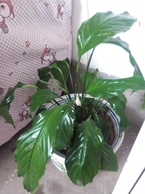 一帆风顺枯萎还能救吗,一帆风顺枯萎了,还可以挽救吗??-第4张图片-优品飞百科 一帆风顺枯萎还能救吗,一帆风顺枯萎了,还可以挽救吗??-第4张图片-优品飞百科