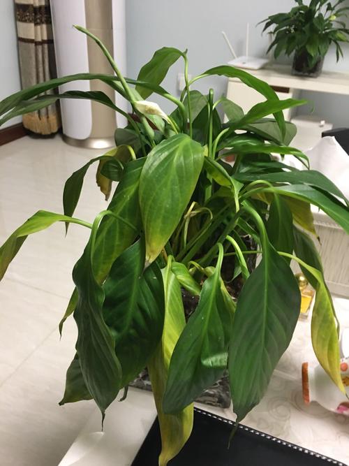 一帆风顺枯萎还能救吗,一帆风顺枯萎了,还可以挽救吗??-第5张图片-优品飞百科 一帆风顺枯萎还能救吗,一帆风顺枯萎了,还可以挽救吗??-第5张图片-优品飞百科