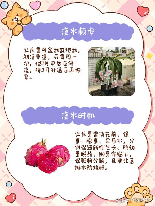 火龙果要每天浇水吗，火龙果天天浇水会促进结果吗?-第2张图片-优品飞百科