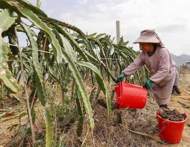 火龙果要每天浇水吗，火龙果天天浇水会促进结果吗?-第3张图片-优品飞百科