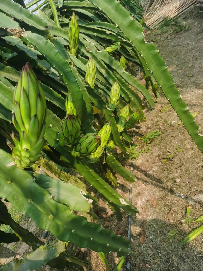 火龙果要每天浇水吗，火龙果天天浇水会促进结果吗?-第4张图片-优品飞百科