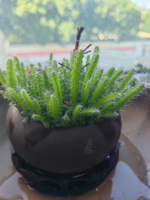 火龙果要每天浇水吗，火龙果天天浇水会促进结果吗?-第5张图片-优品飞百科