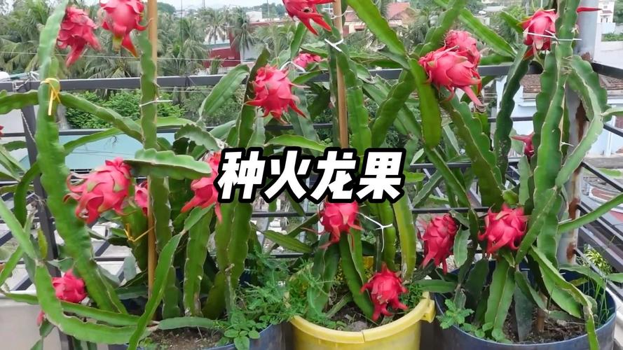 火龙果要每天浇水吗，火龙果天天浇水会促进结果吗?-第6张图片-优品飞百科