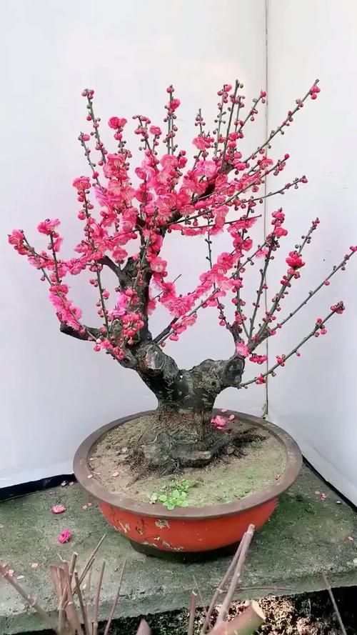 红梅几月份换盆比较好？红梅几月份可以修剪？