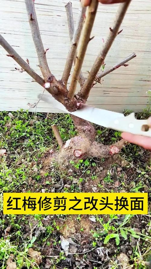 红梅几月份换盆比较好?红梅几月份可以修剪?-第3张图片-优品飞百科 红梅几月份换盆比较好?红梅几月份可以修剪?-第3张图片-优品飞百科