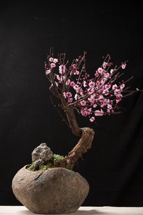 红梅几月份换盆比较好?红梅几月份可以修剪?-第4张图片-优品飞百科 红梅几月份换盆比较好?红梅几月份可以修剪?-第4张图片-优品飞百科