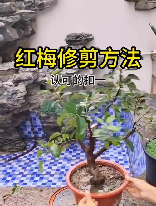 红梅几月份换盆比较好?红梅几月份可以修剪?-第5张图片-优品飞百科 红梅几月份换盆比较好?红梅几月份可以修剪?-第5张图片-优品飞百科