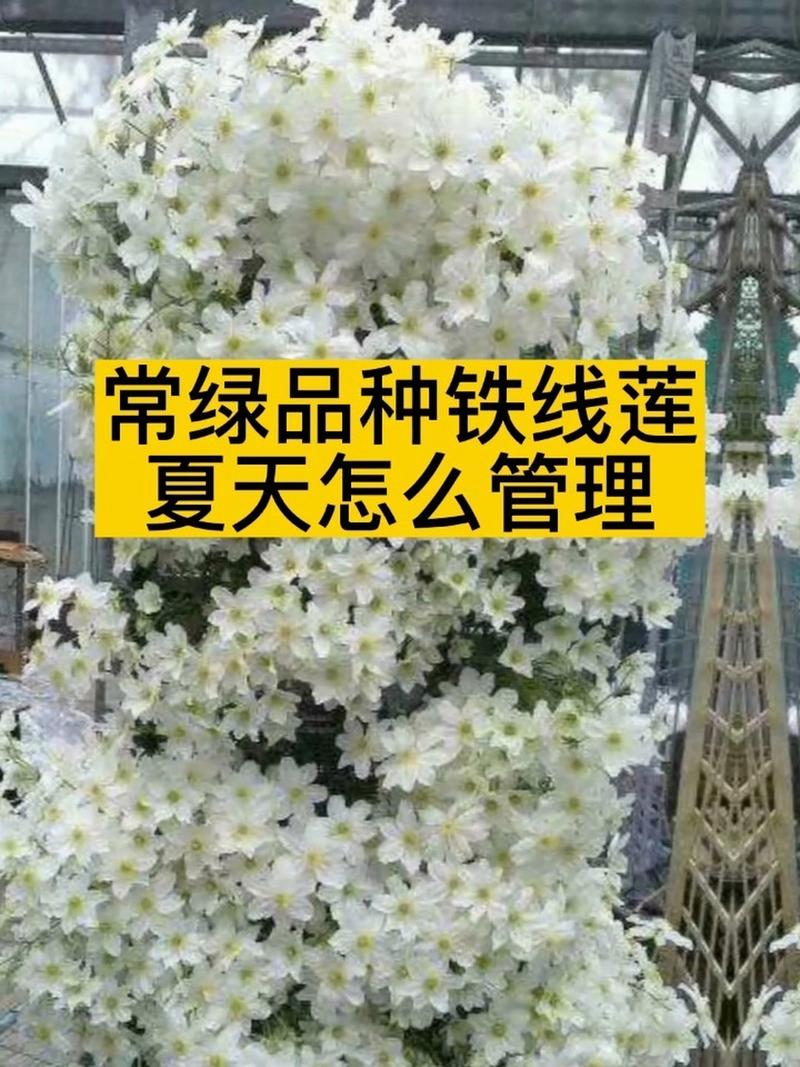 铁线莲如何度夏，铁线莲怎么过夏天？