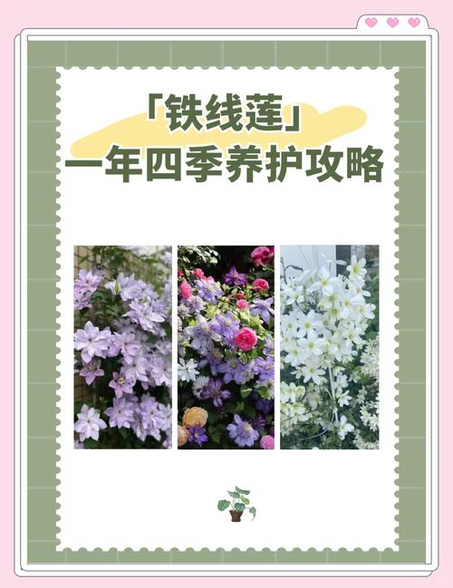 铁线莲如何度夏，铁线莲怎么过夏天？-第2张图片-优品飞百科