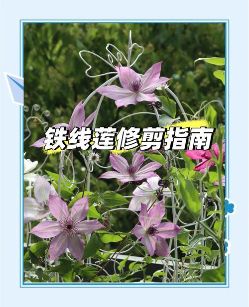 铁线莲如何度夏，铁线莲怎么过夏天？-第3张图片-优品飞百科