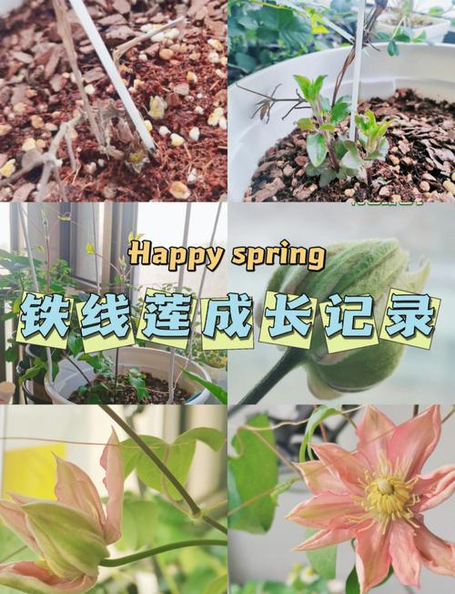 铁线莲如何度夏，铁线莲怎么过夏天？-第4张图片-优品飞百科