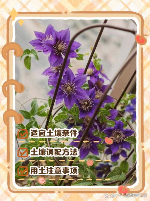 铁线莲如何度夏，铁线莲怎么过夏天？-第5张图片-优品飞百科