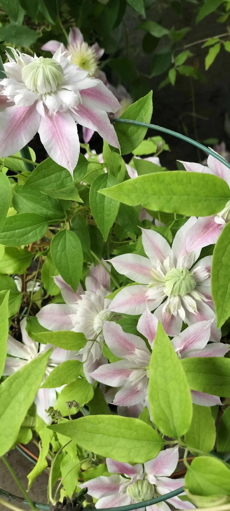 铁线莲如何度夏，铁线莲怎么过夏天？-第6张图片-优品飞百科