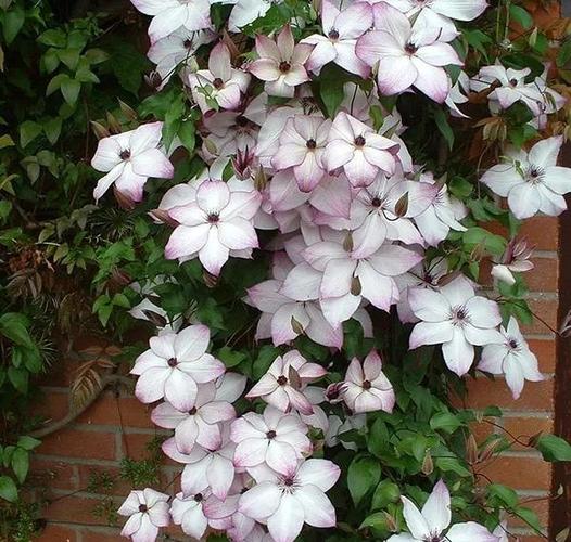 铁线莲如何度夏，铁线莲怎么过夏天？-第7张图片-优品飞百科