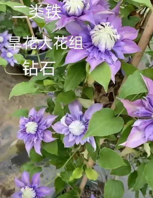 铁线莲如何度夏，铁线莲怎么过夏天？-第8张图片-优品飞百科