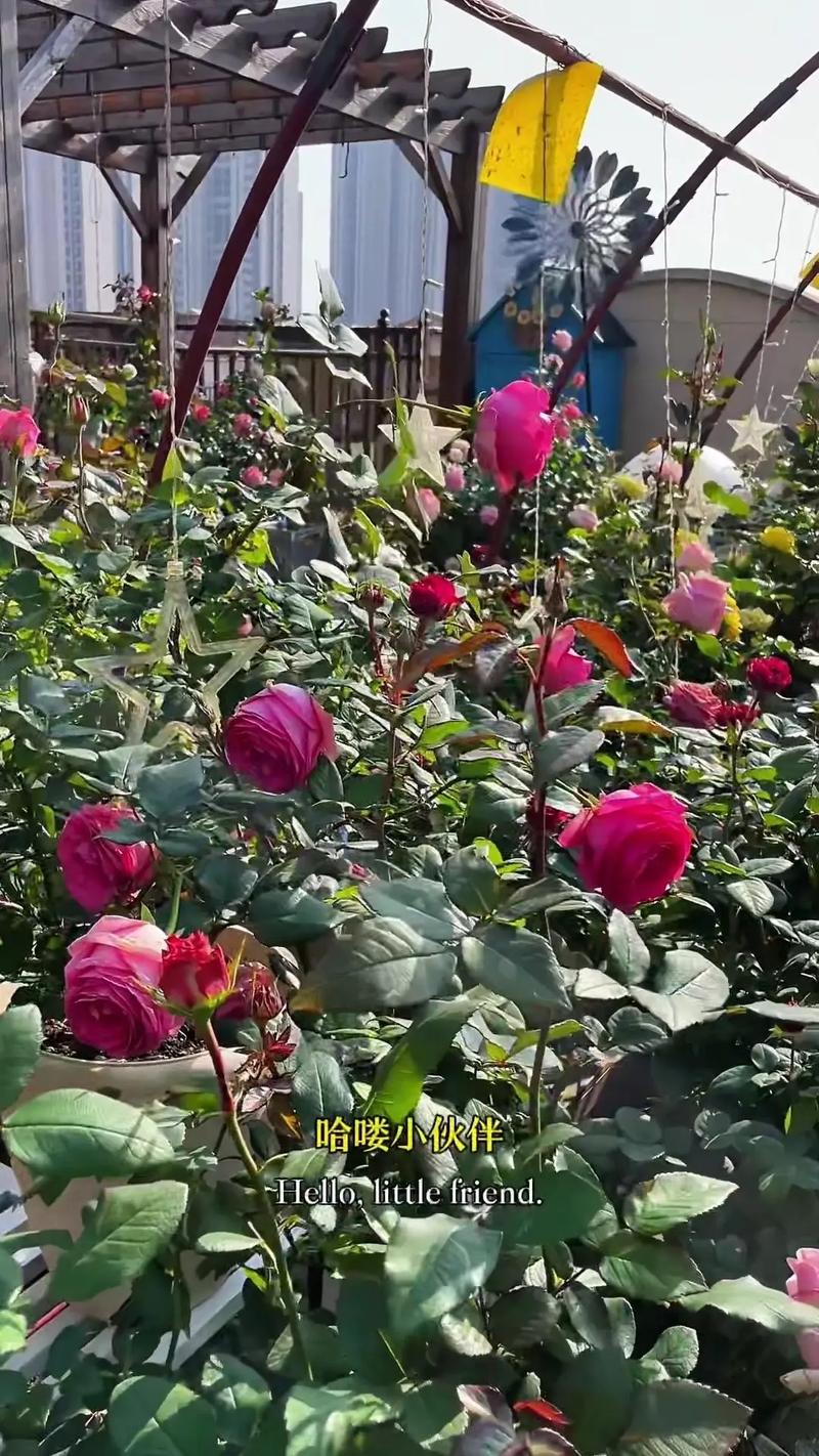 月季土壤要求?月季土壤要求标准?-第3张图片-优品飞百科 月季土壤要求?月季土壤要求标准?-第3张图片-优品飞百科