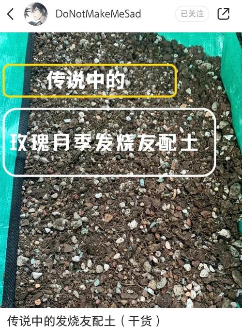 月季土壤要求?月季土壤要求标准?-第4张图片-优品飞百科 月季土壤要求?月季土壤要求标准?-第4张图片-优品飞百科