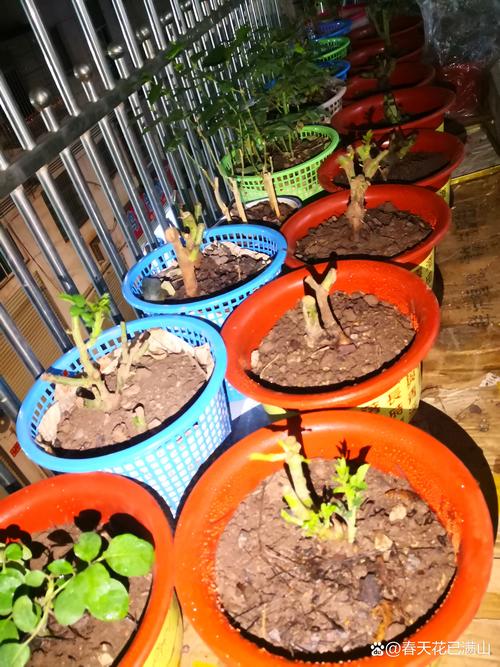 月季土壤要求?月季土壤要求标准?-第5张图片-优品飞百科 月季土壤要求?月季土壤要求标准?-第5张图片-优品飞百科