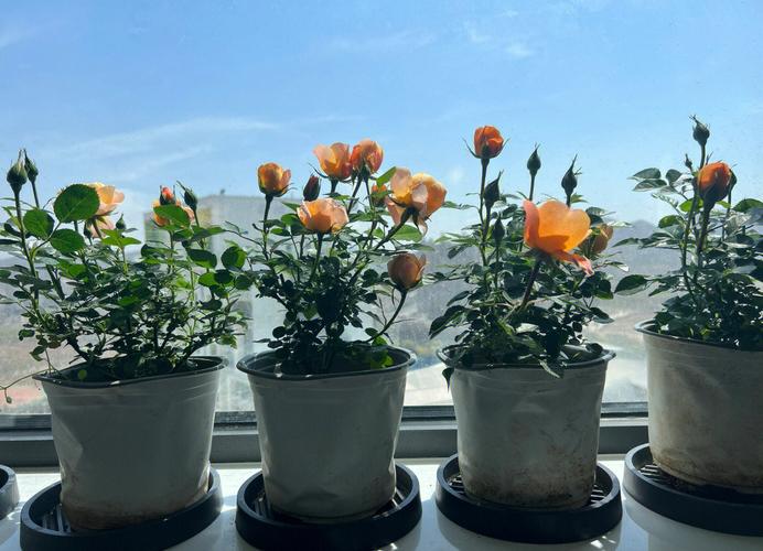 月季土壤要求?月季土壤要求标准?-第6张图片-优品飞百科 月季土壤要求?月季土壤要求标准?-第6张图片-优品飞百科