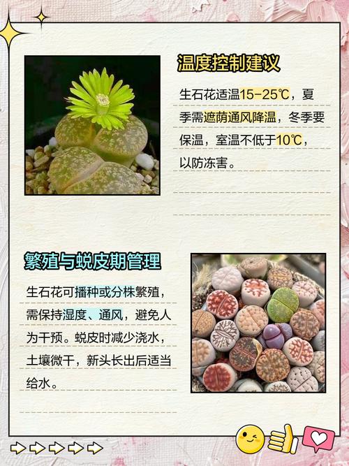 生石花繁殖方法，生石花的繁殖方法和注意事项？