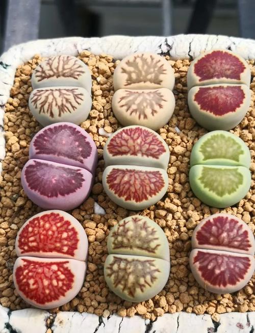 生石花繁殖方法，生石花的繁殖方法和注意事项？-第2张图片-优品飞百科