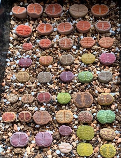 生石花繁殖方法，生石花的繁殖方法和注意事项？-第3张图片-优品飞百科