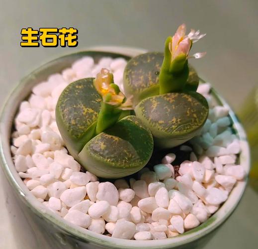 生石花繁殖方法，生石花的繁殖方法和注意事项？-第4张图片-优品飞百科
