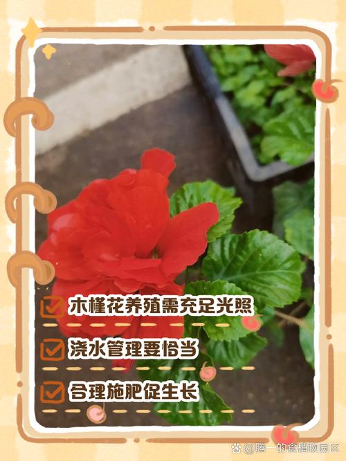 木槿花扦插方法和时间？木槿花的扦插种植方法和注意事项？