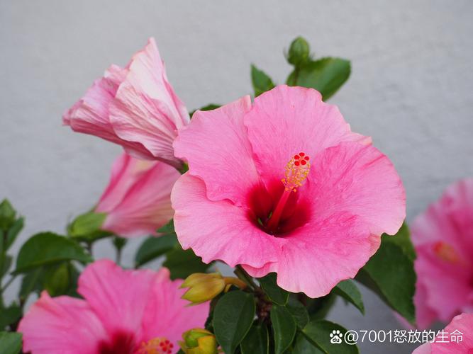 木槿花扦插方法和时间？木槿花的扦插种植方法和注意事项？-第2张图片-优品飞百科