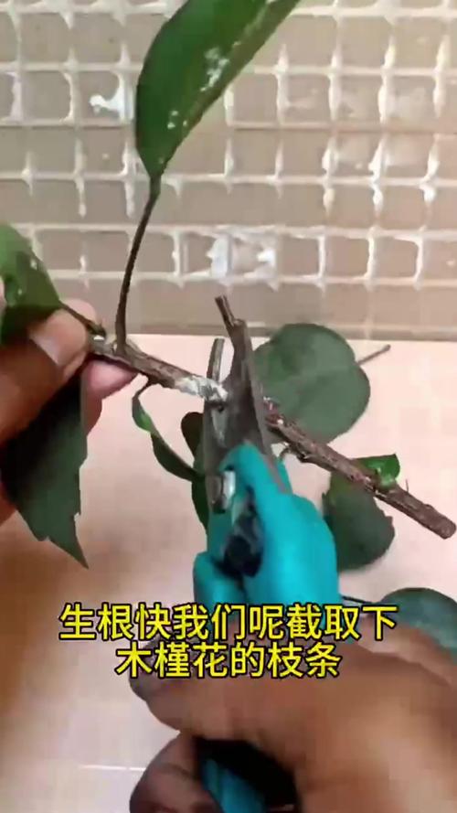 木槿花扦插方法和时间？木槿花的扦插种植方法和注意事项？-第3张图片-优品飞百科