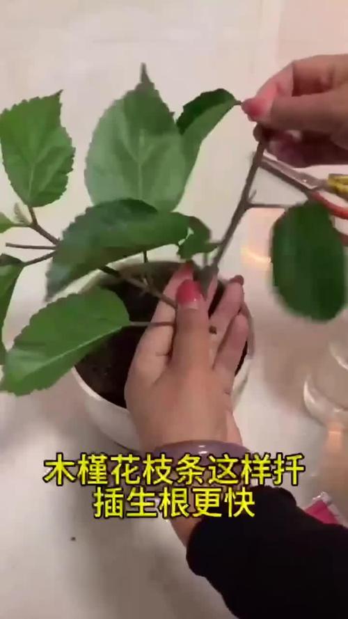 木槿花扦插方法和时间？木槿花的扦插种植方法和注意事项？-第4张图片-优品飞百科
