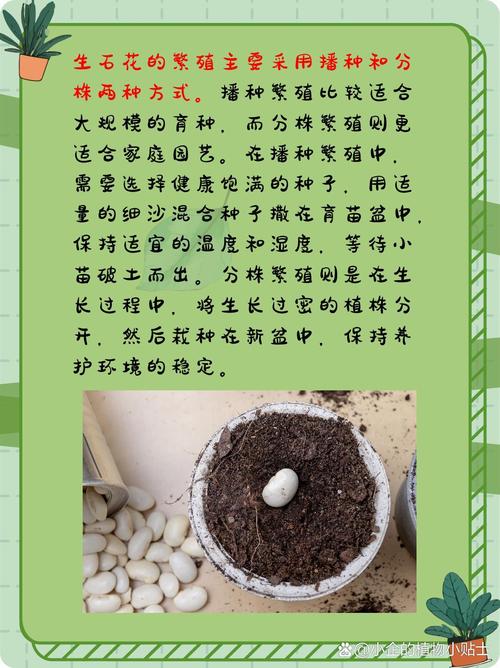 生石花怎么养，元宝生石花怎么养-第2张图片-优品飞百科