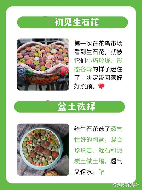 生石花怎么养，元宝生石花怎么养-第3张图片-优品飞百科