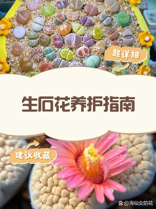 生石花怎么养，元宝生石花怎么养-第4张图片-优品飞百科