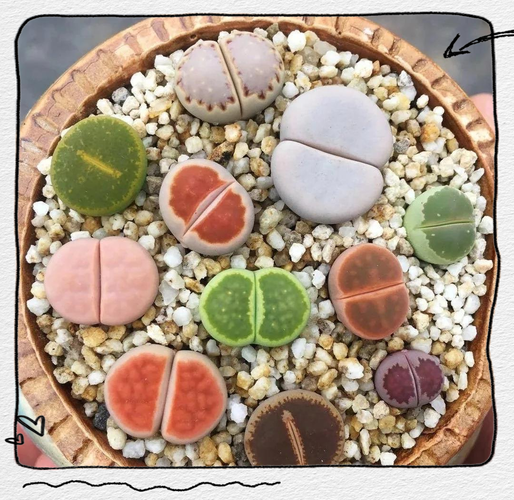 生石花怎么养，元宝生石花怎么养-第5张图片-优品飞百科