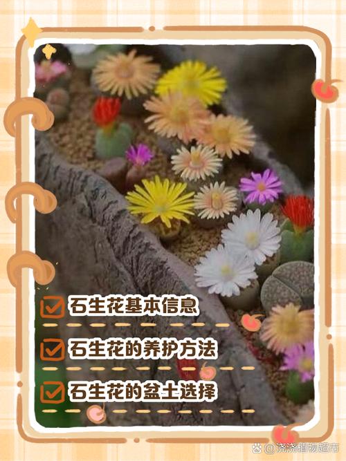生石花怎么养，元宝生石花怎么养-第7张图片-优品飞百科