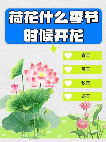 荷花什么季节开放，荷花什么季节开放几月份