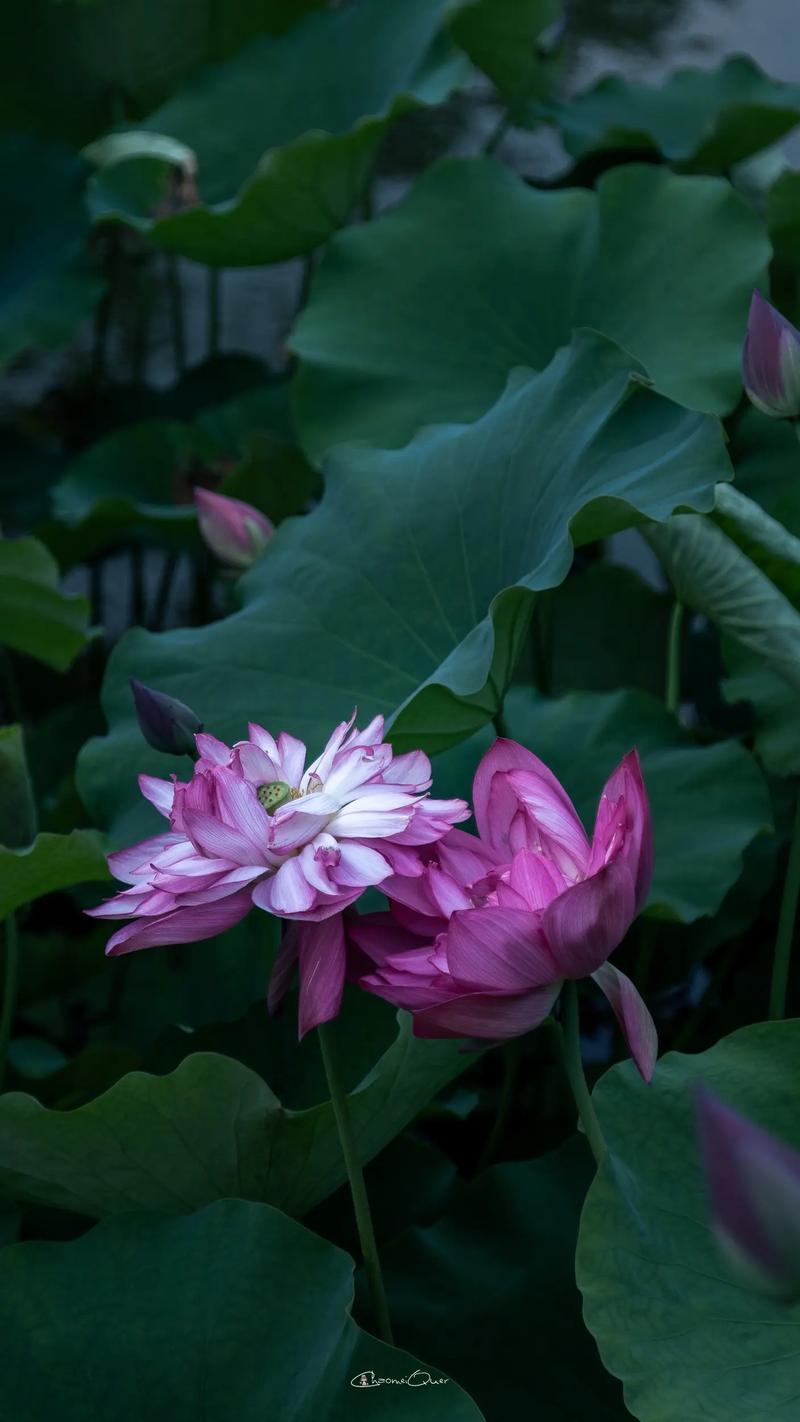 荷花什么季节开放,荷花什么季节开放几月份-第3张图片-优品飞百科 荷花什么季节开放,荷花什么季节开放几月份-第3张图片-优品飞百科