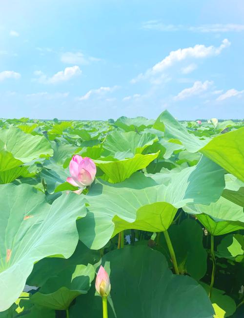 荷花什么季节开放,荷花什么季节开放几月份-第5张图片-优品飞百科 荷花什么季节开放,荷花什么季节开放几月份-第5张图片-优品飞百科
